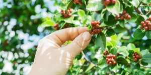 Dlaczego Zesłanie Ducha Świętego tradycyjnie nazywamy: Zielone Świątki?