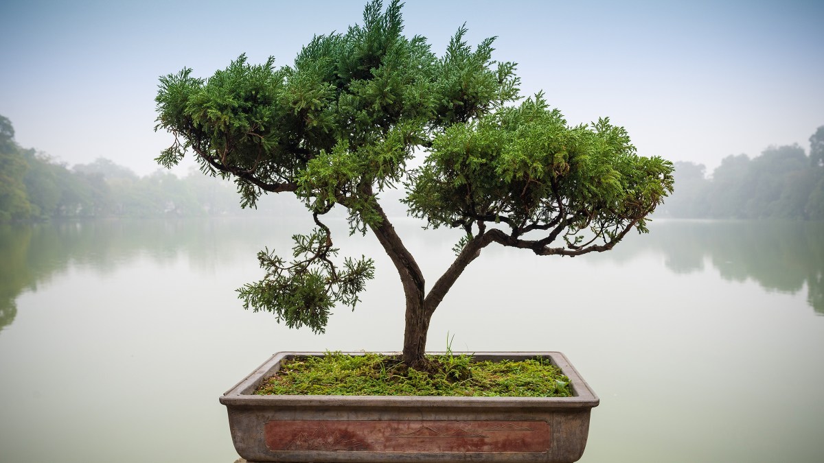 WEB DRZEWKO BONSAI TRAPIŚCI SPOKÓJ Panom-Shutterstock