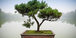 Trapiści i drzewka bonsai