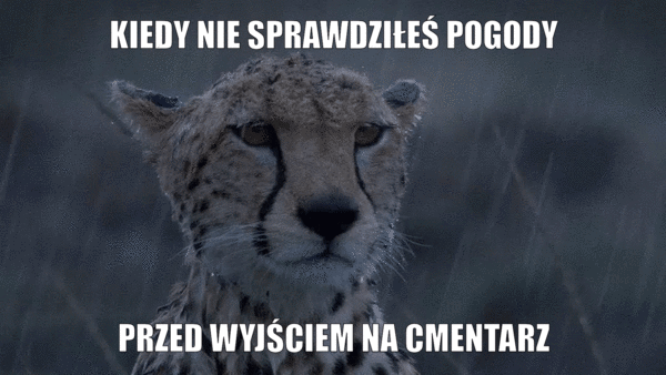 Mem cmentarz Wszystkich Świętych