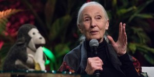 Czy zwierzęta mają dusze? Rozmowa z  Jane Goodall