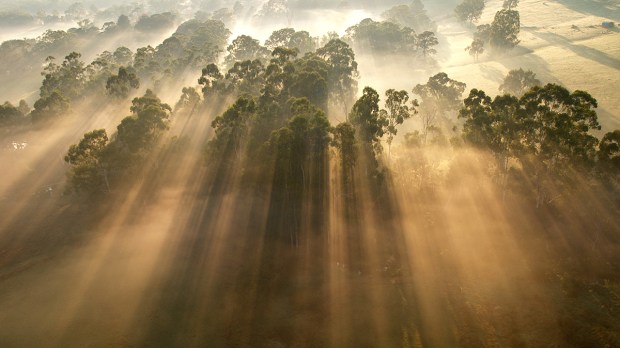 web-sunrise-trees-mist-fog-high-angle-steve-lacy-cc