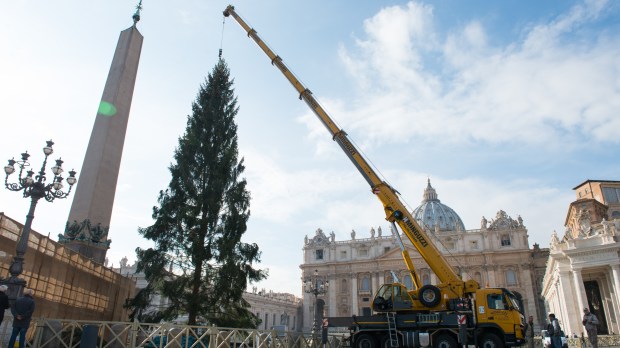 Installation of the Christmas Tree at St. Peter&#8217;s Square