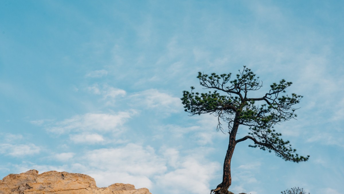 WEB TREE GOD LOVE SKY BLUE © Zach Frailey CC