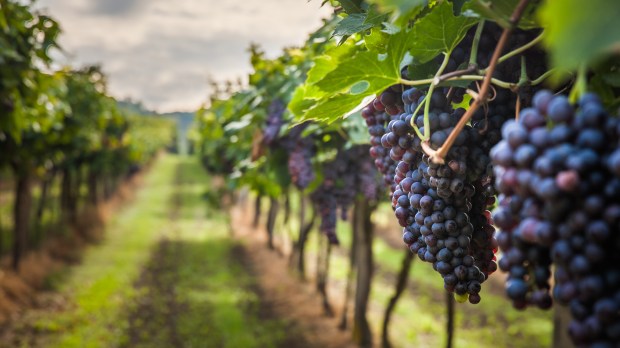 web-wineyard-grapes-country-wine-lukasz-szwajshutterstock