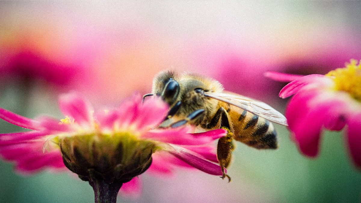 WEB3-HONEY-HONEYBEES-BEES-PINK-FLOWERS-POLLEN-POLLENATE-Yu-Chan-Chen-Flickr-CC