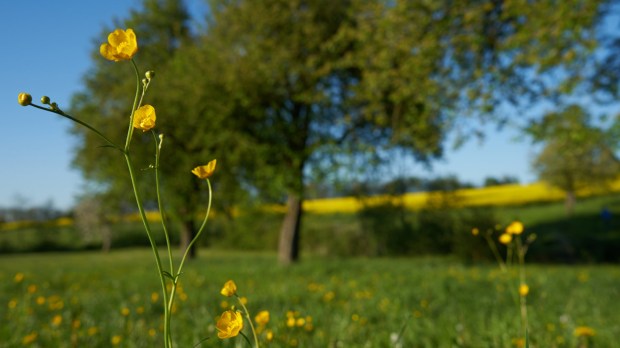 web nature field yellow flowers ©Dominik Hornof CC