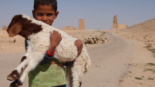 web3-young-shepherd-sheep-desert-ed-brambley-flickr