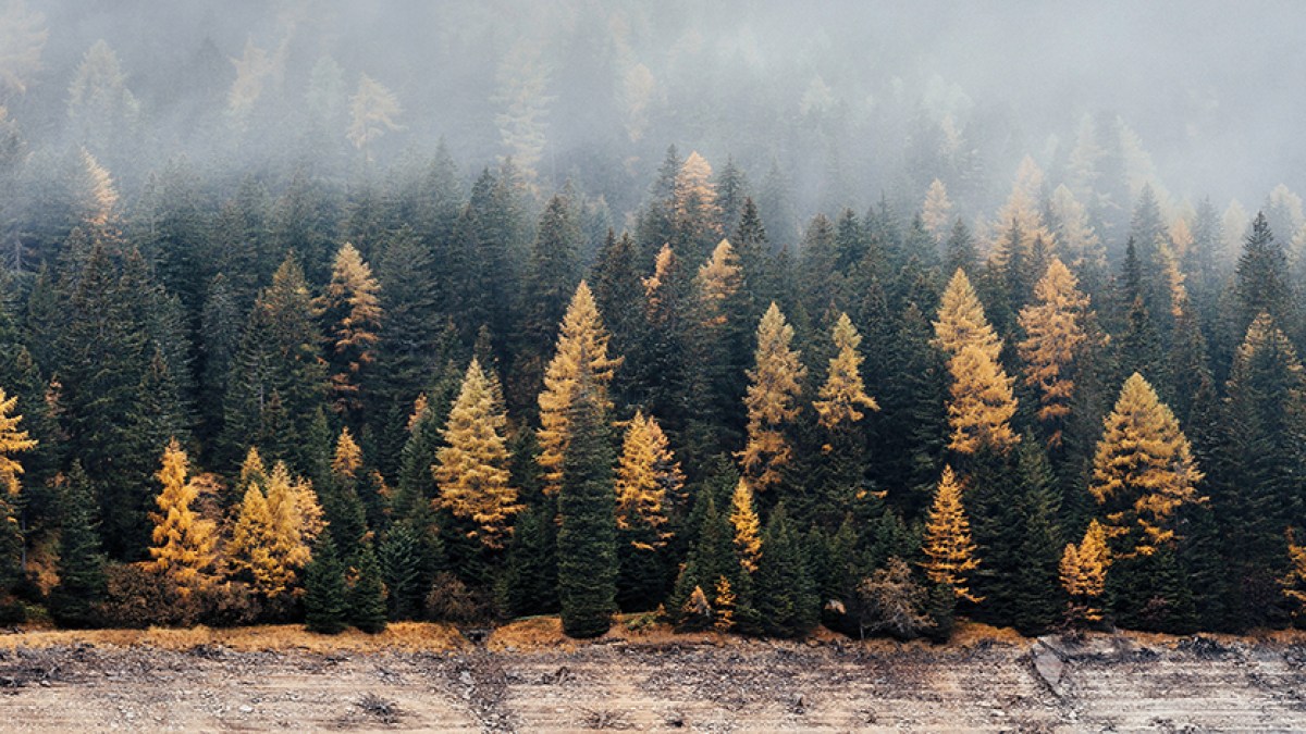 FORREST