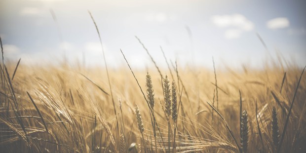 WHEAT