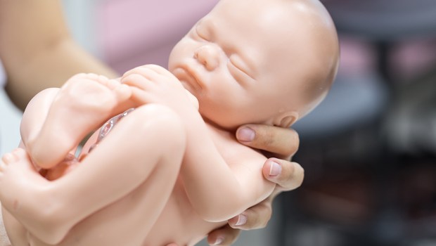 MODEL LUDZKIEGO PŁODU