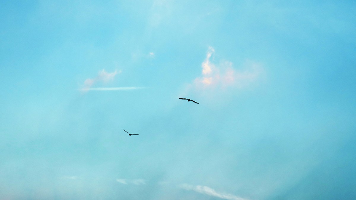 BIRDS