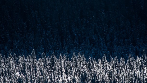 SPRUCE