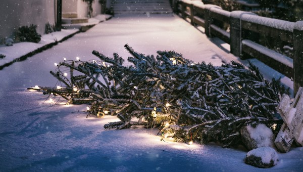 WYRZUCONA CHOINKA ŚWIĄTECZNA