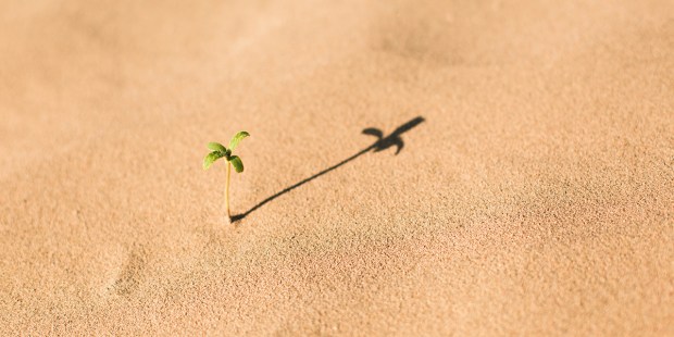 PLANT
