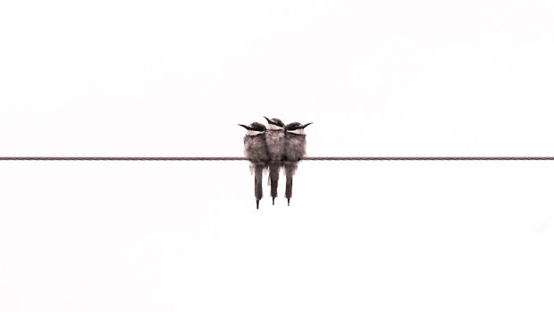 SPARROWS