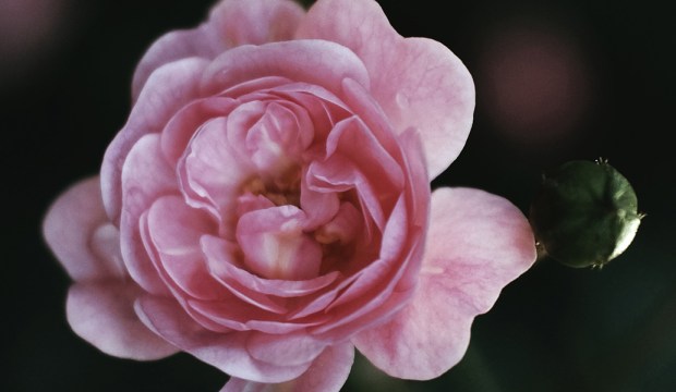 Daily Widsom Image