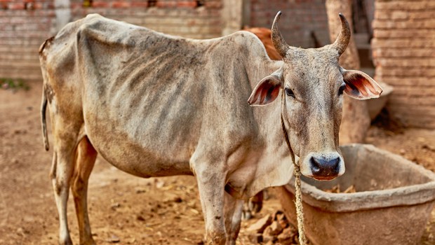 COW SKINNY
