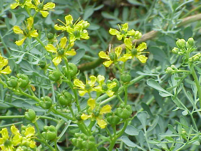 erba ruta