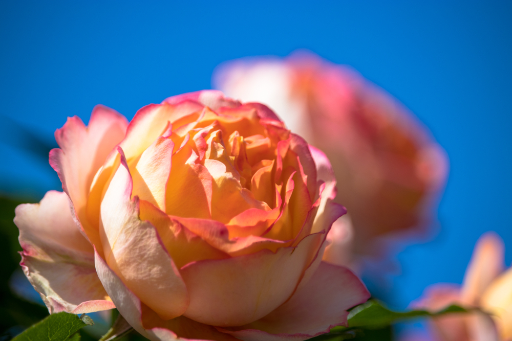 ROSA, ARANCIONE, CIELO