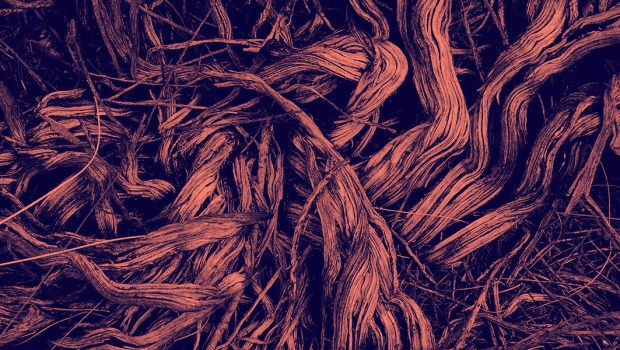ROOTS