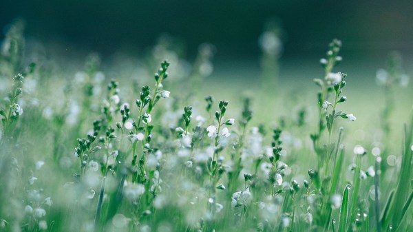 MEADOW