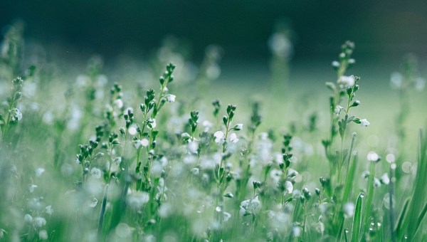 MEADOW