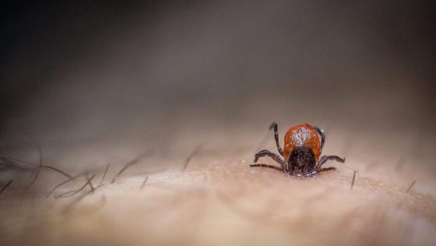 TICK