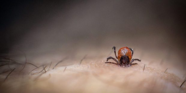 TICK