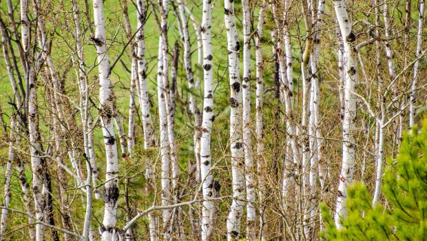 ASPEN TREE
