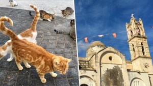 Koty mieszkające w północnej części Cypru