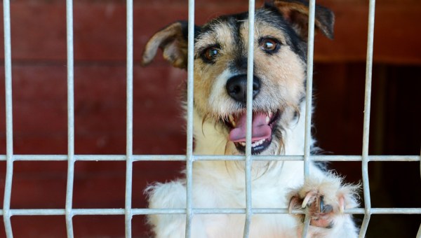 JAK POMÓC ZWIERZĘTOM W SCHRONISKU