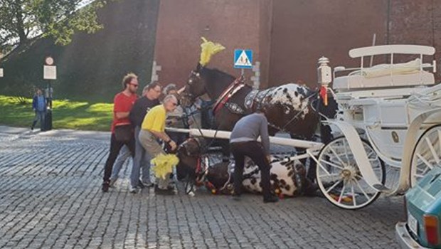 KOŃ UPADŁ W KRAKOWIE