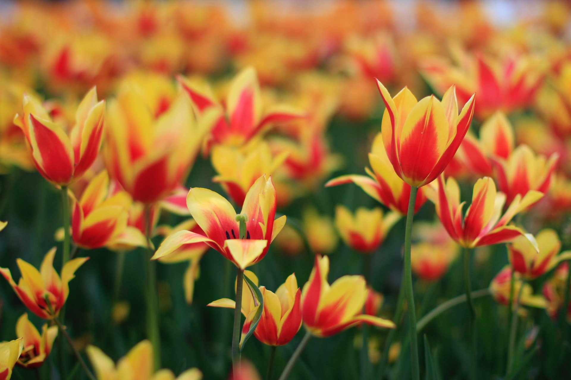 TULIPAN