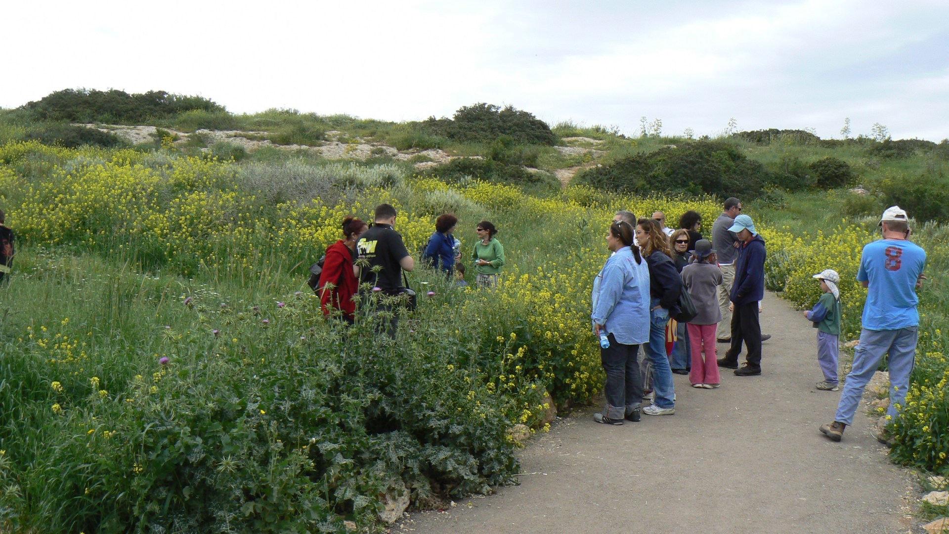 GALILEE; WILDFLOWERS
