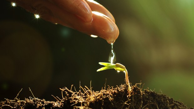 web3-man-hand-water-plant-nature-shutterstock