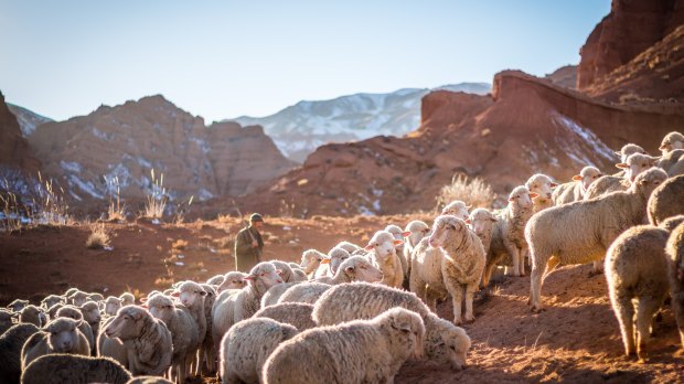 Pasterz z owcami na polu