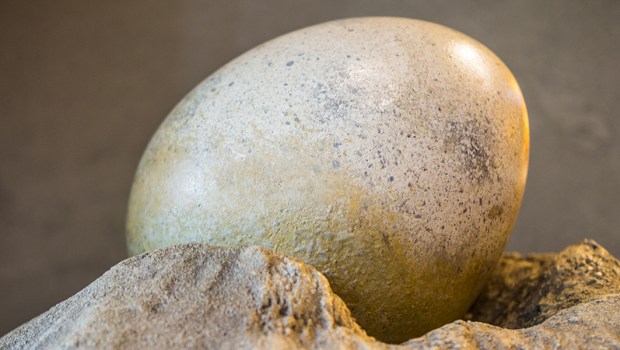DINOSAUR EGG