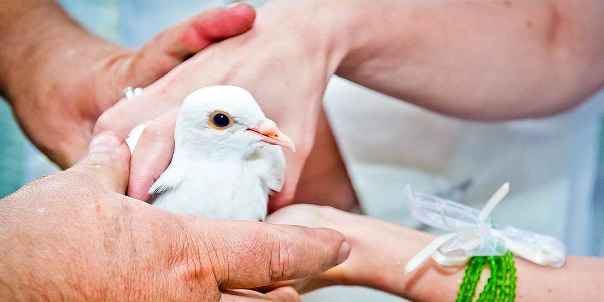 DOVE