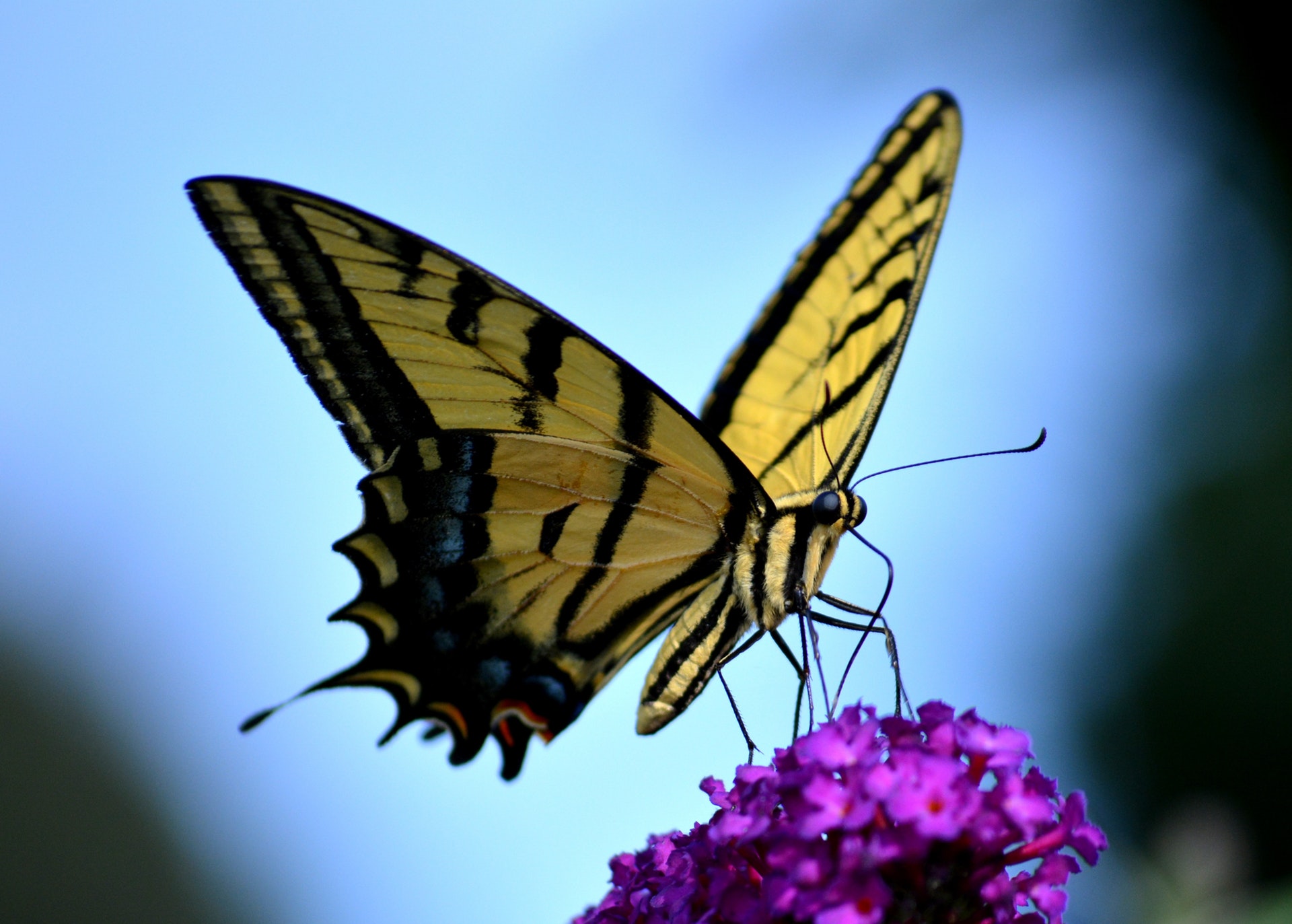 MOTYL