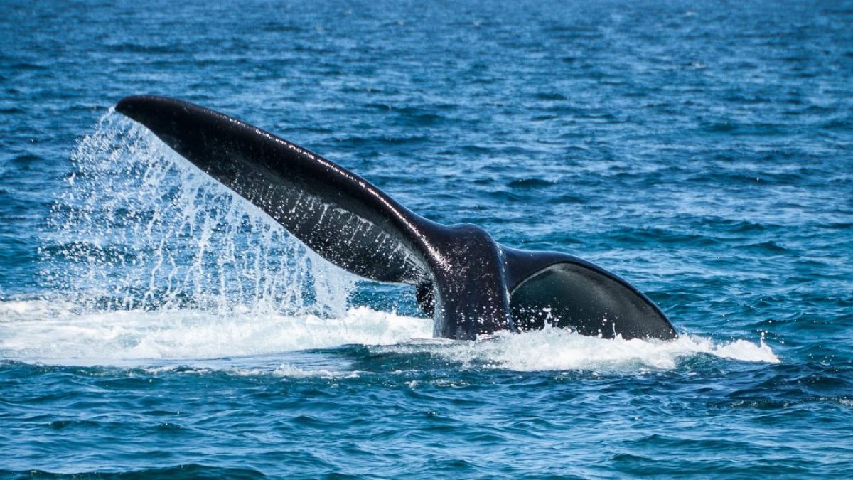 WHALE