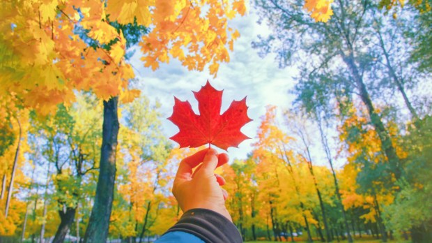Czerwony liść, symbol Kanady, trzymany na tle jesiennego lasu