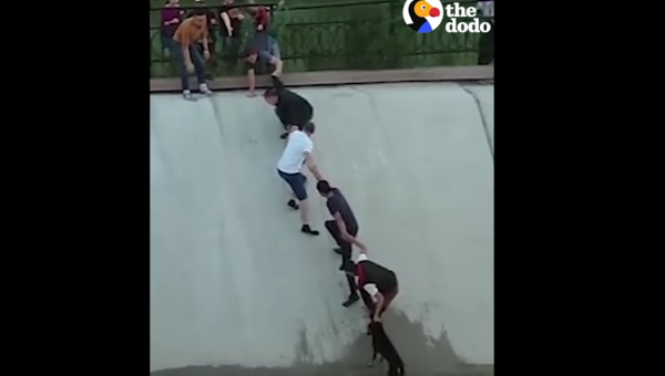 HUMAN CHAIN RESCUES DOG
