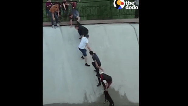 HUMAN CHAIN RESCUES DOG