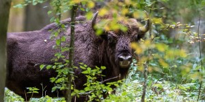 Puszcza Białowieska – jedyny w Polsce chroniony przez UNESCO rezerwat biosfery