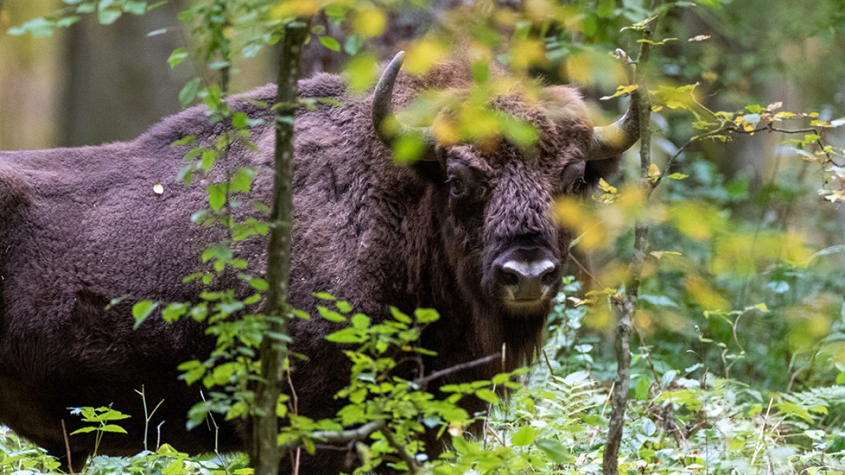 BIAŁOWIEŻA