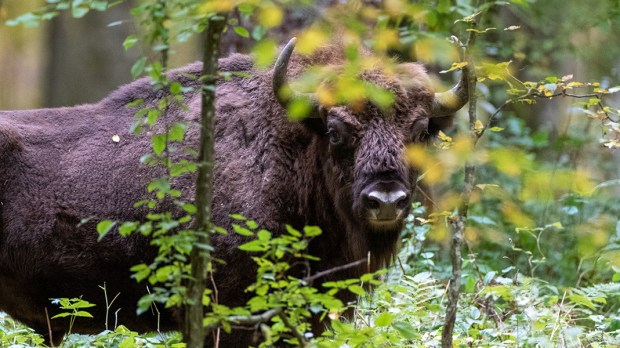 BIAŁOWIEŻA