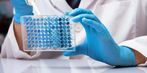 Japonia pracuje nad hybrydami ludzko-zwierzęcymi. Komentarz polskich bioetyków