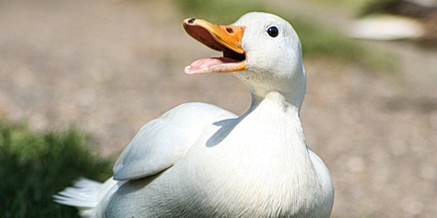 WHITE Peking duck