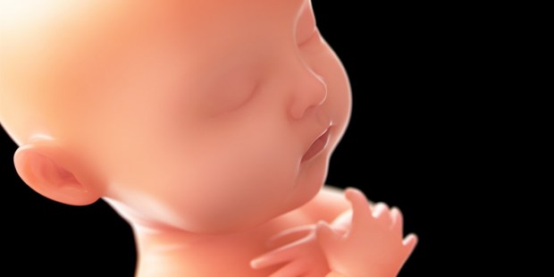 FETUS